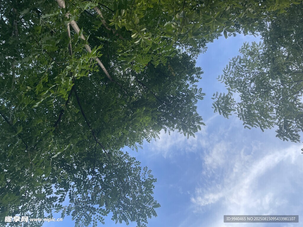 仰望蓝天绿树美景