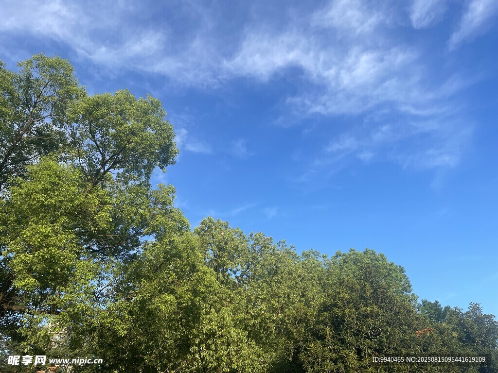 蓝天绿树风景图