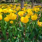 春日烂漫黄郁金香花海