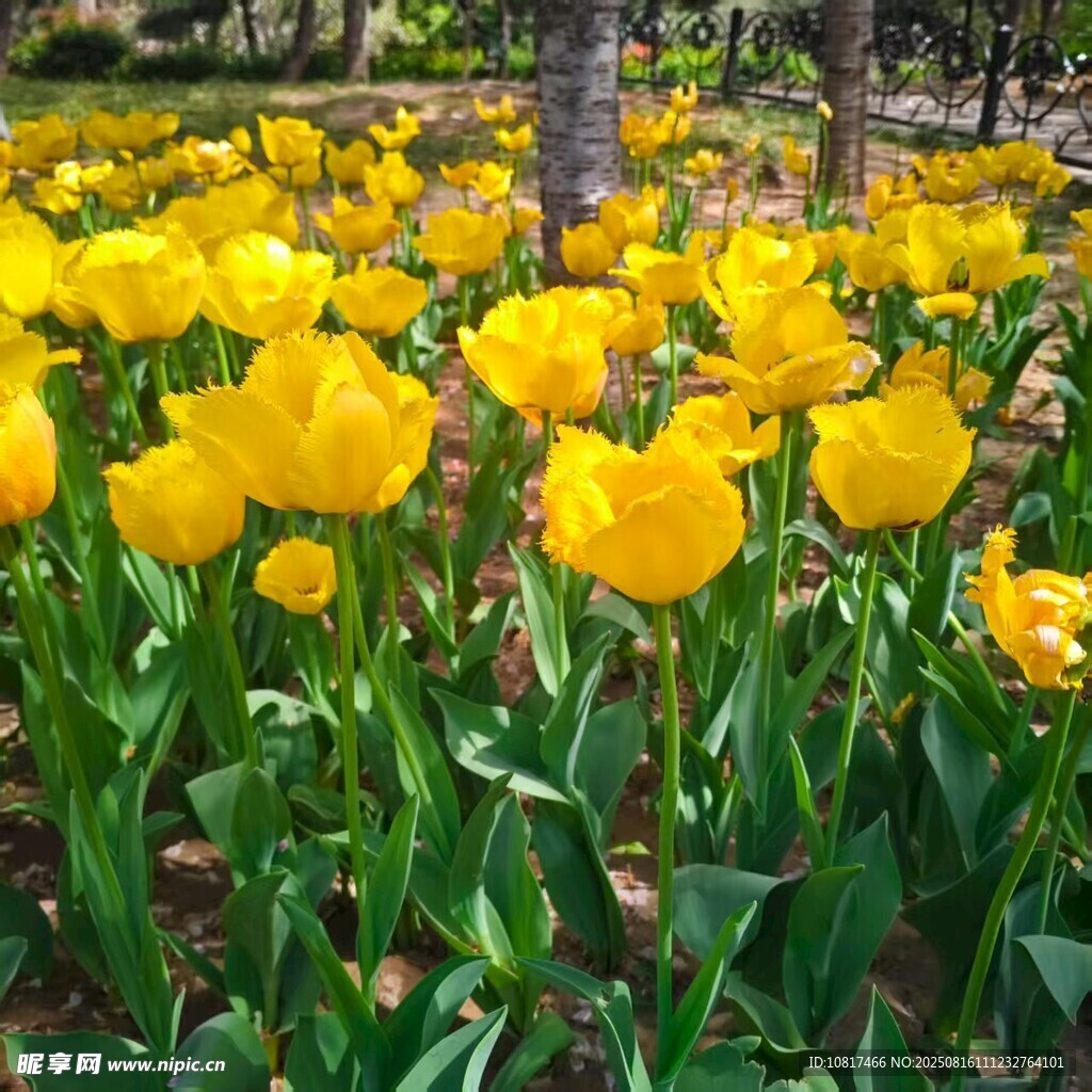 春日烂漫黄郁金香花海