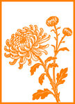 橙色菊花图案