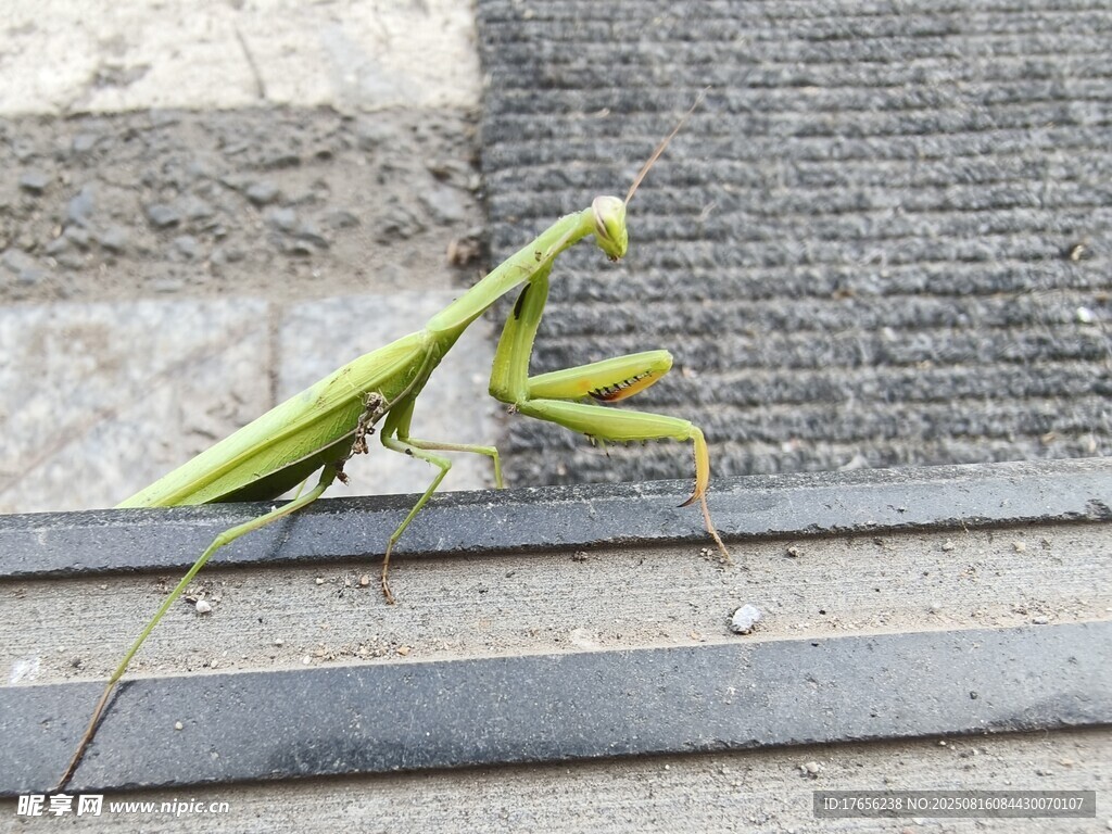 绿色螳螂于石阶上静立
