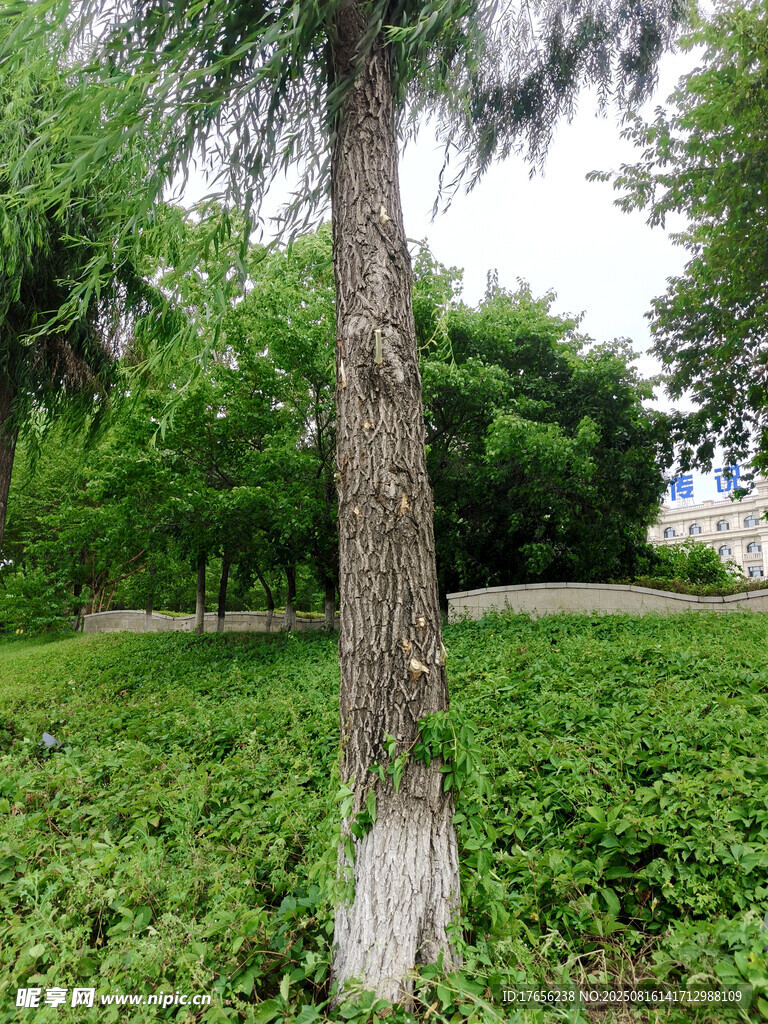 绿树葱茏的户外景致