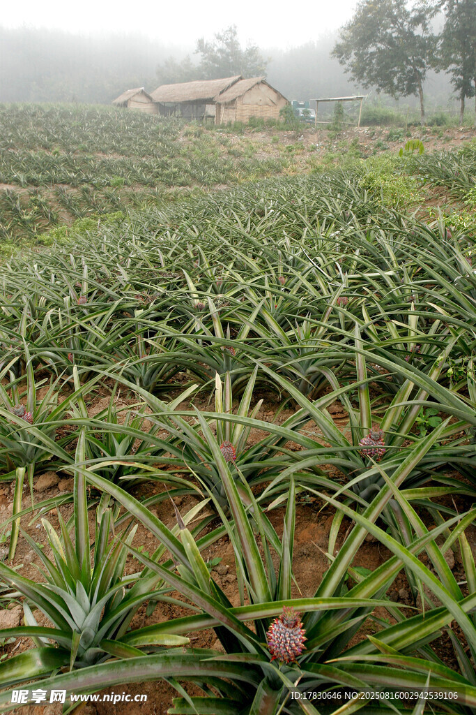 菠萝种植园