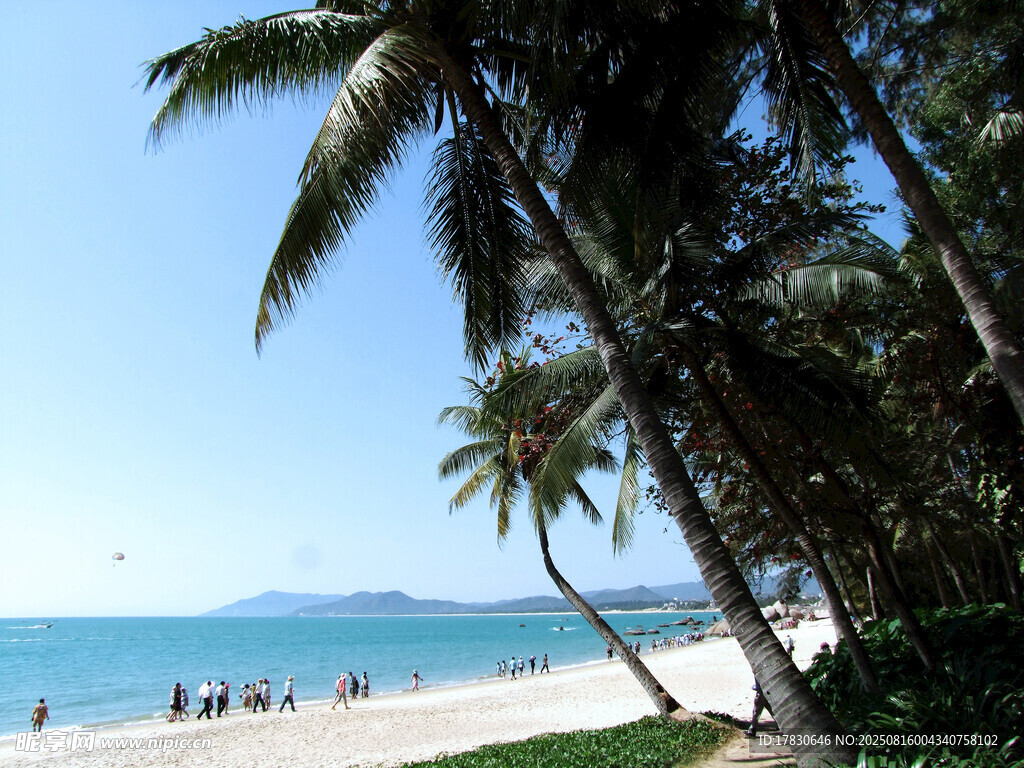 热带海滩椰树美景