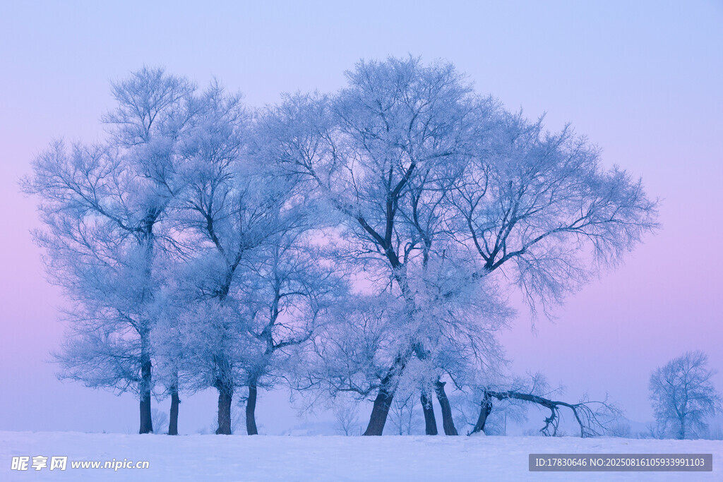 冬日雾凇雪景树景画面