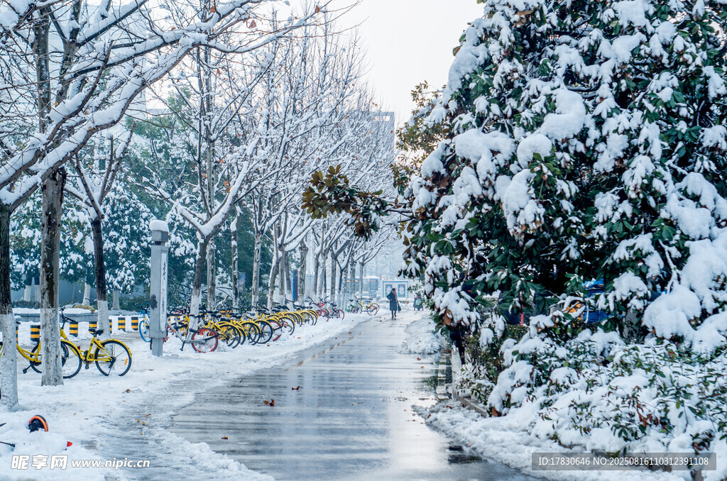 冬日雪后林间的静谧小路