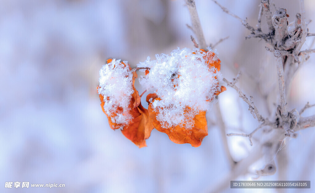 枝头残叶覆雪的冬日景象
