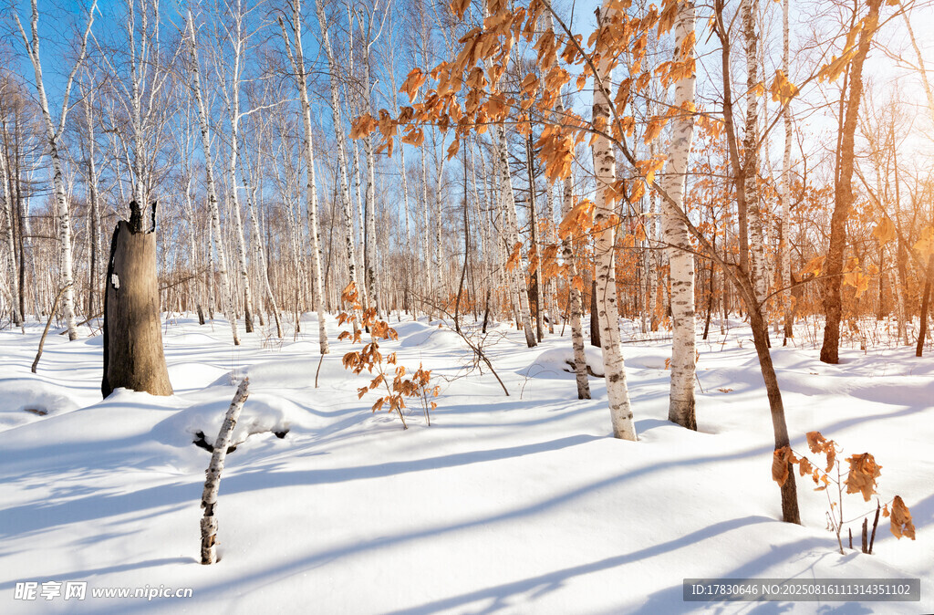 冬日雪景
