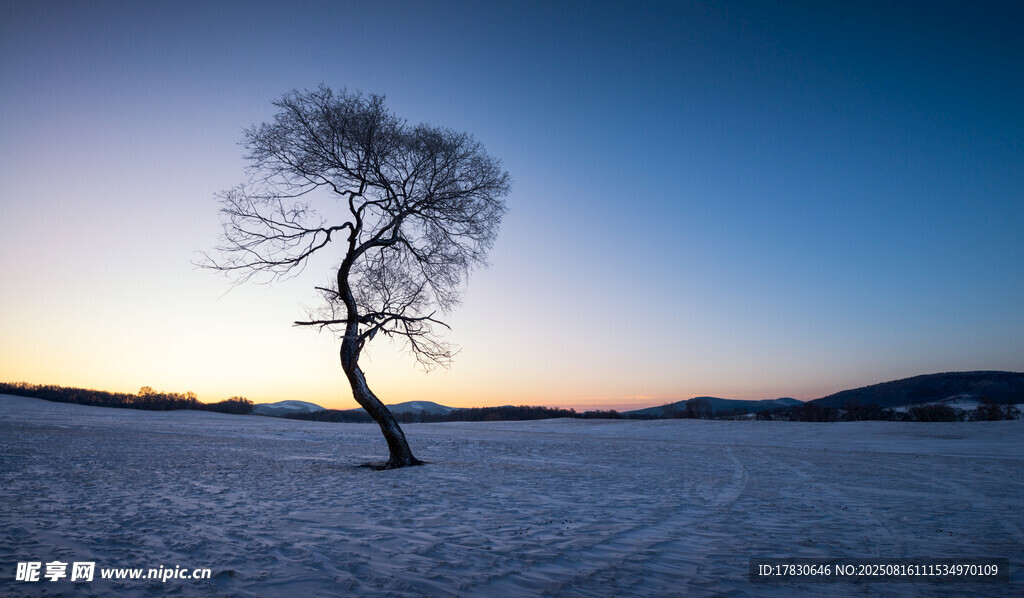 雪地孤树的静谧黄昏