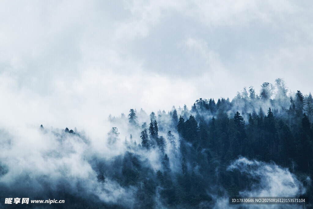 云雾缭绕的山林美景