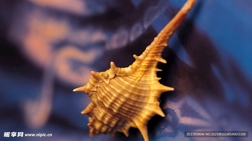 带刺的奇特海洋生物