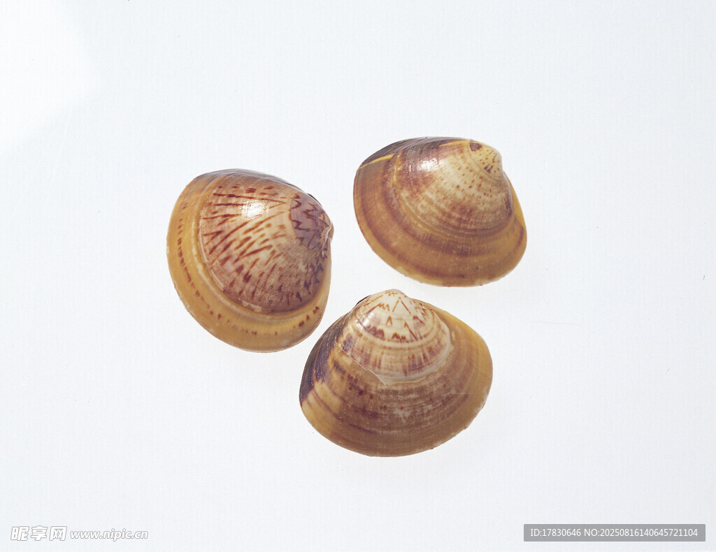 三颗棕色贝壳