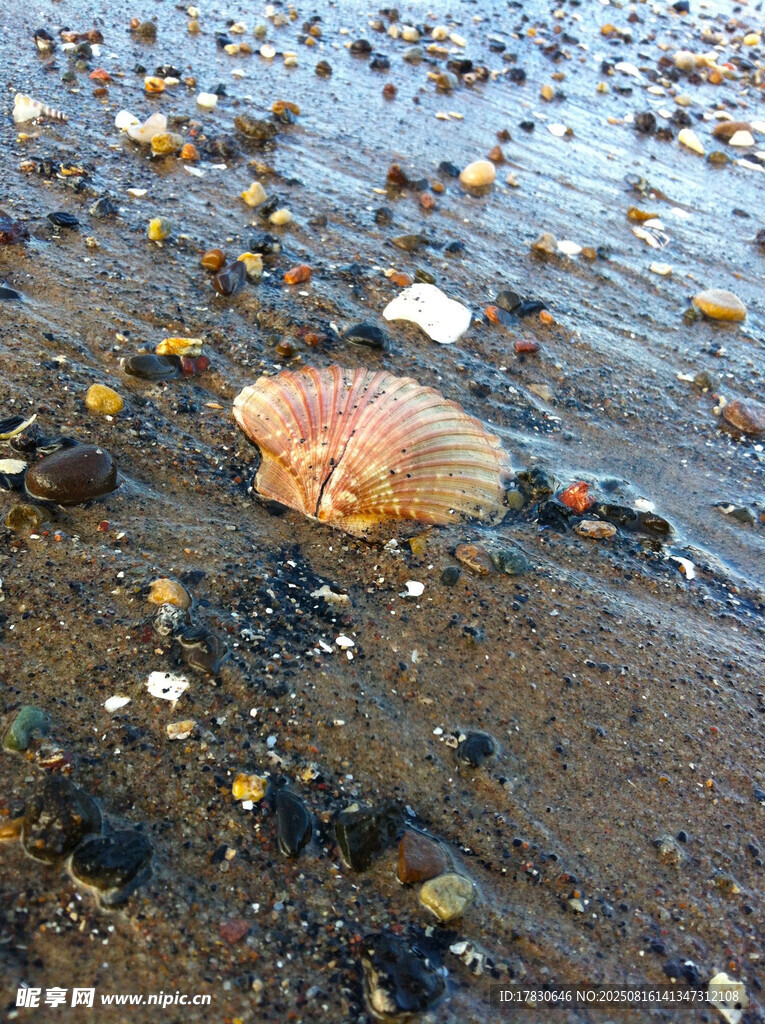 海滩上的橙色水母