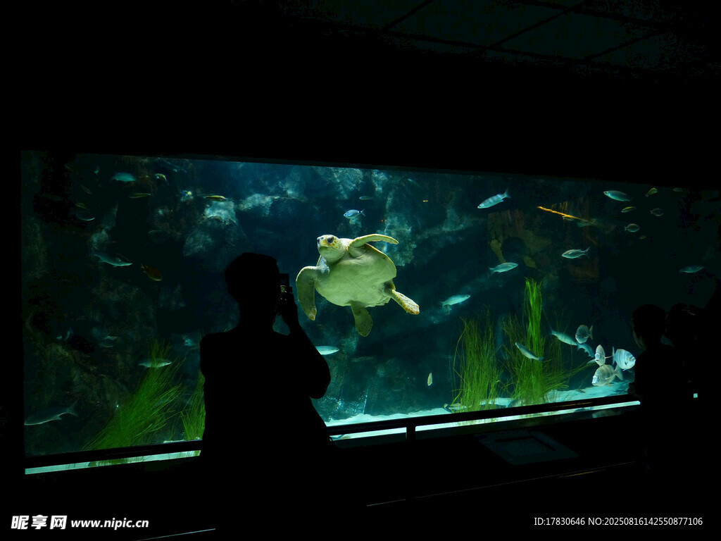 观赏水族馆中的海龟