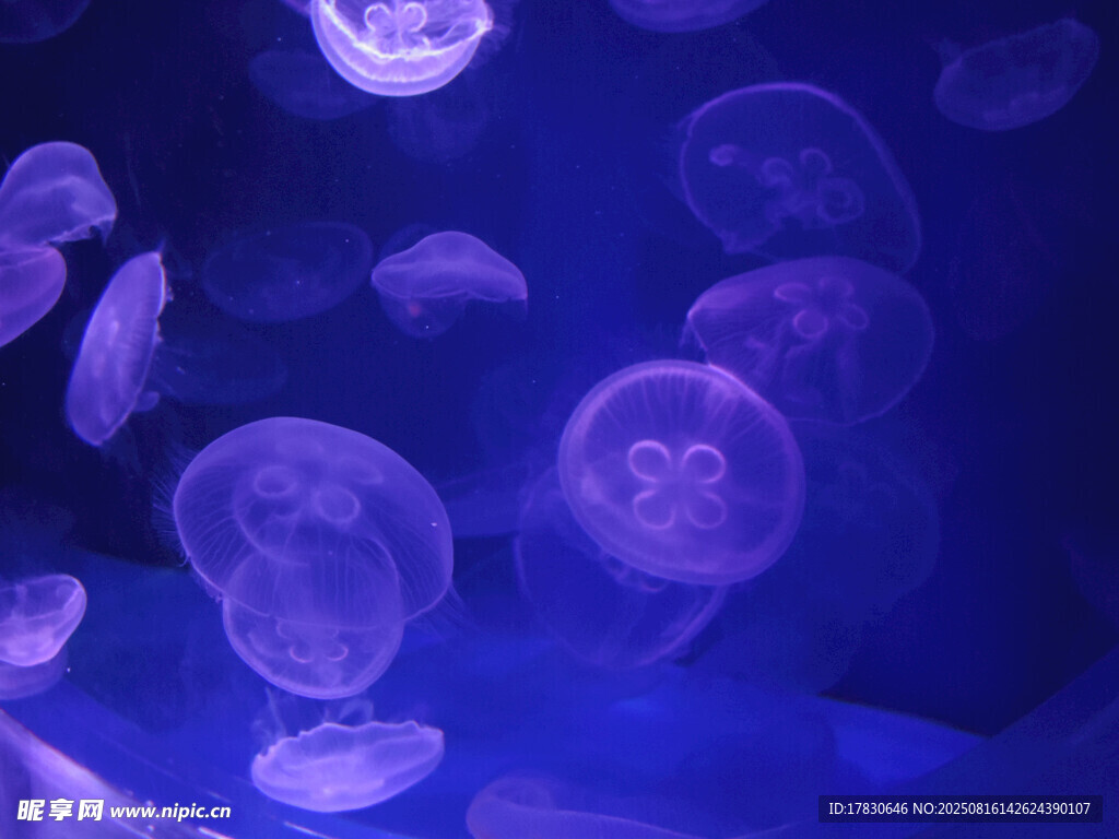 梦幻紫色水母在水中游动