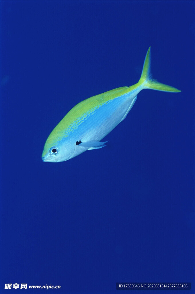 蓝色海水中的黄鳍小鱼