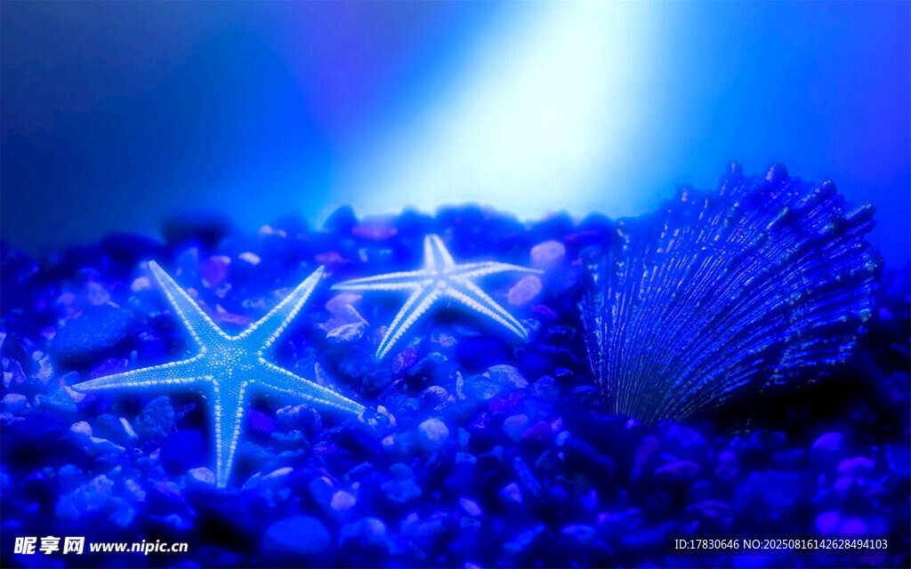 梦幻蓝调海星与贝壳场景