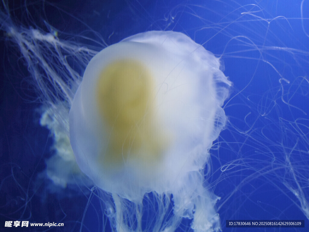 梦幻水母在蓝色海洋中摇曳