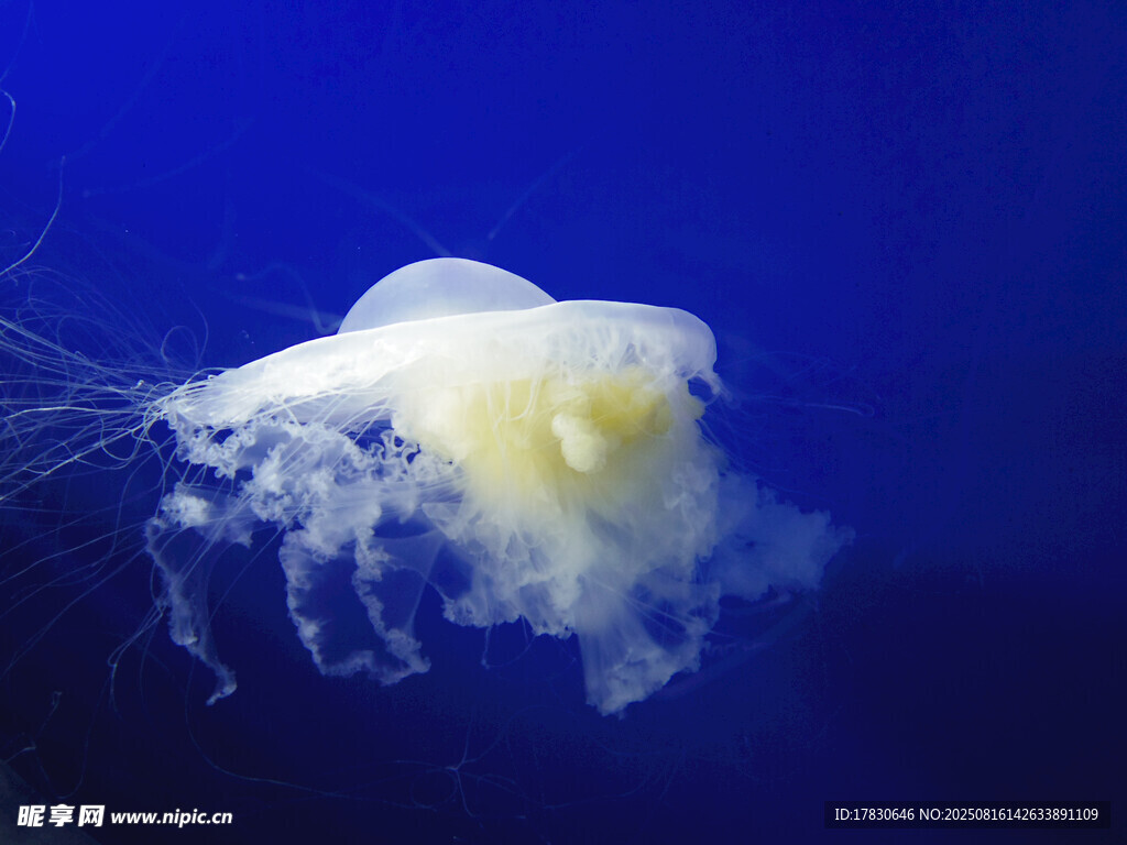 梦幻水母在深海中飘逸