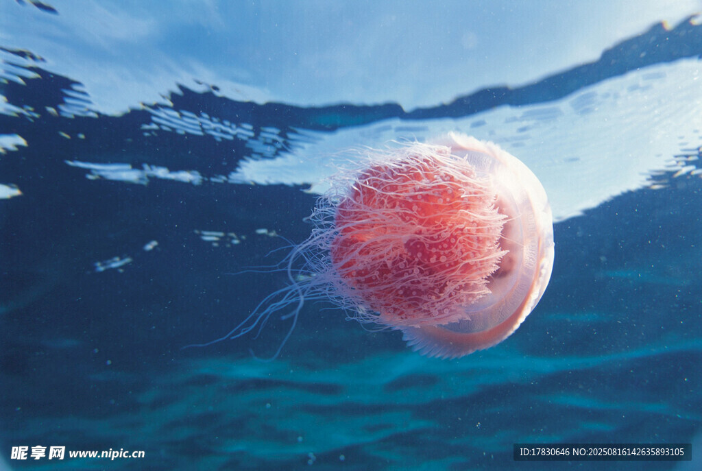 水中的粉色梦幻水母