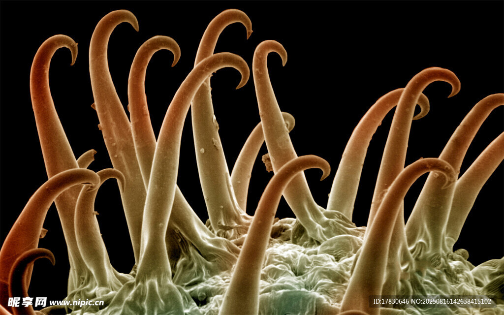 奇异触手状海洋生物特写