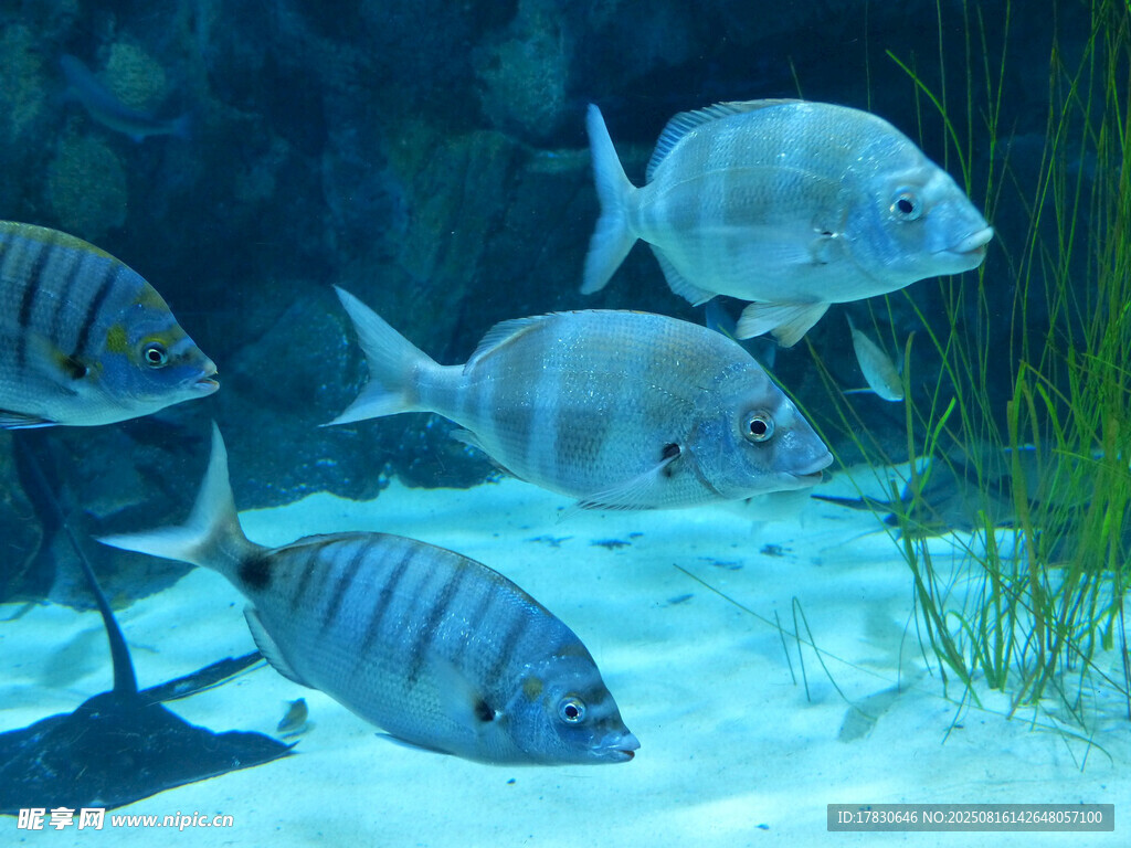 水族馆中游动的条纹鱼