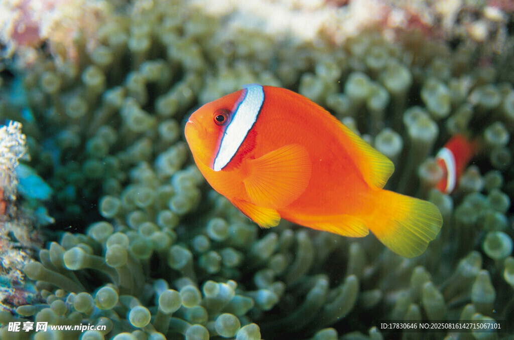 橙色小丑鱼游弋于珊瑚间