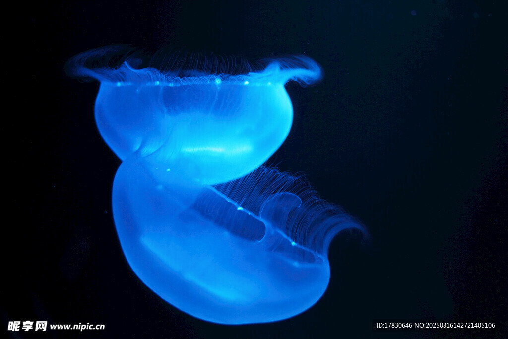 蓝色梦幻水母