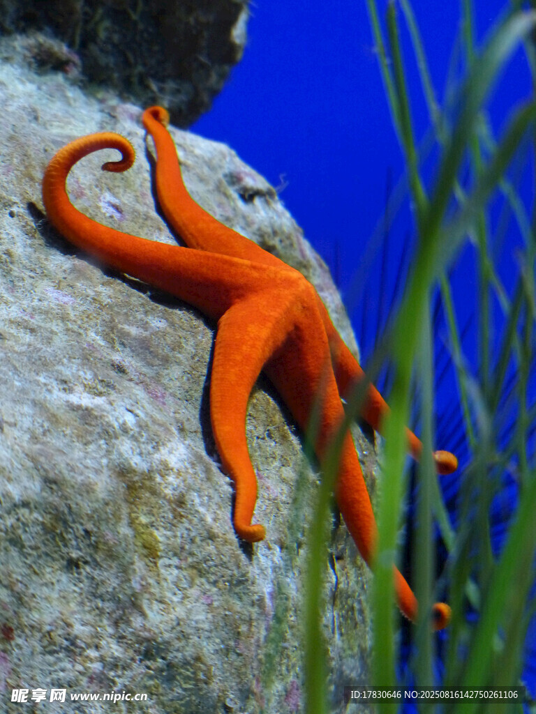 橙色海星攀附礁石