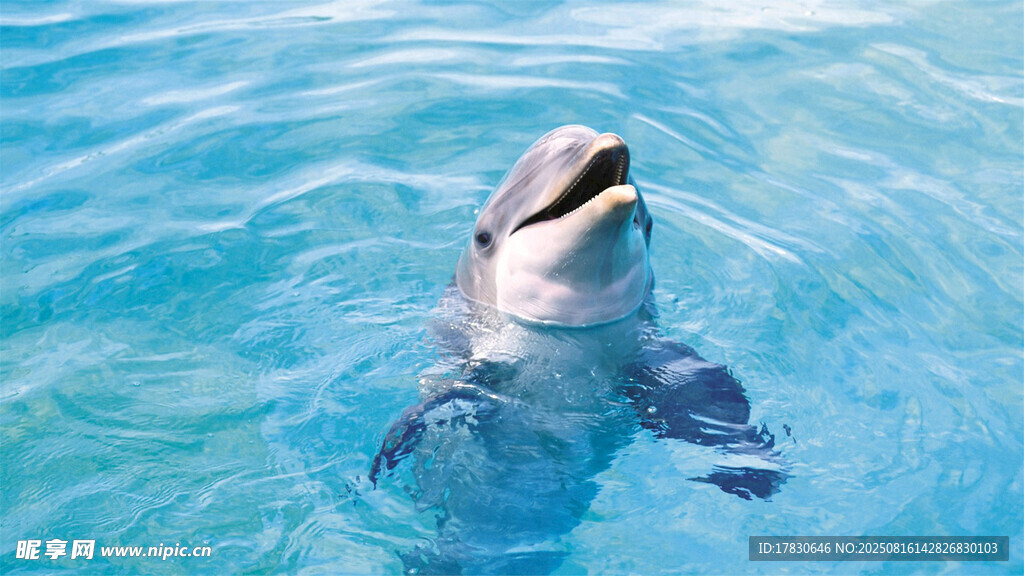 水中嬉戏的可爱海豚