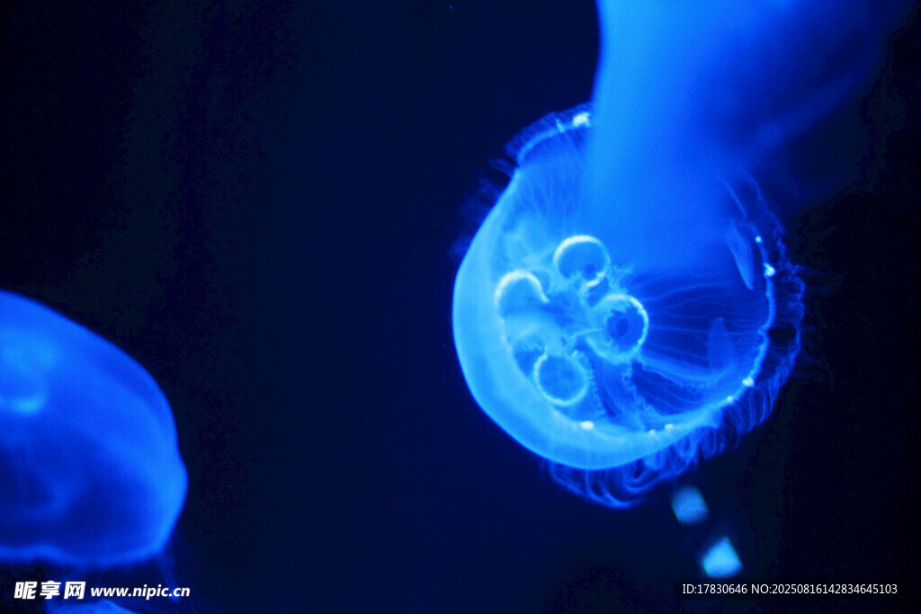 梦幻蓝色水母特写