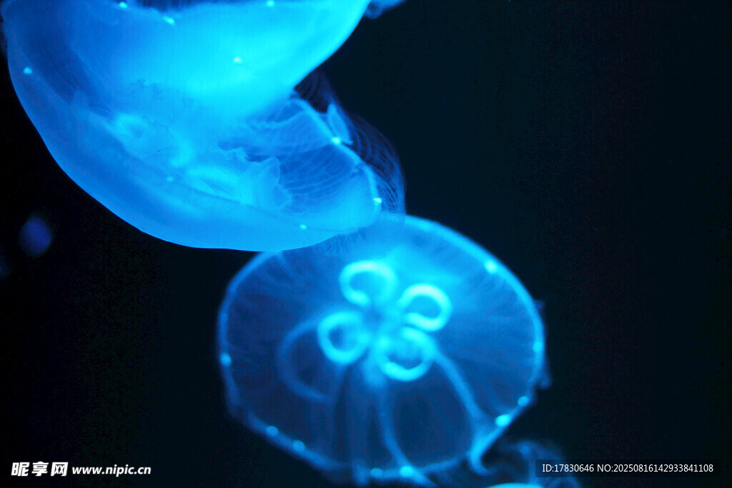 梦幻蓝色水母在水中舞动