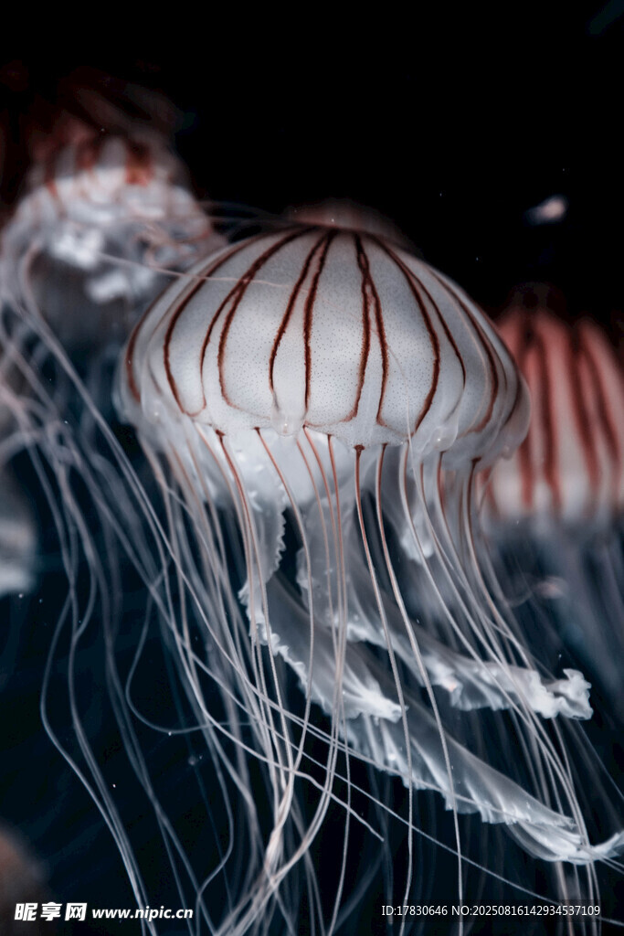 海洋生物