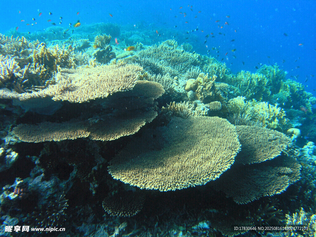 海底珊瑚景观