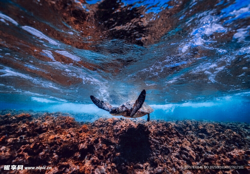 海洋生物