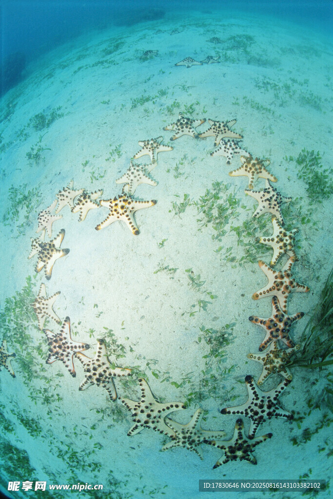 海底海星聚成心形景观