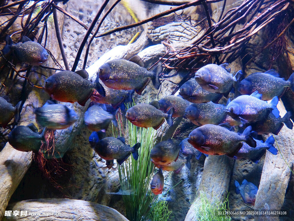 群鱼畅游于水族箱中