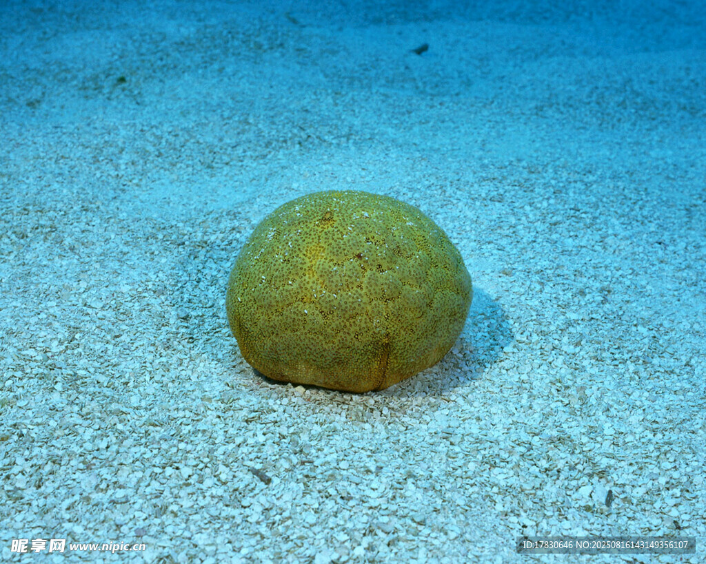 海底的黄色海绵体