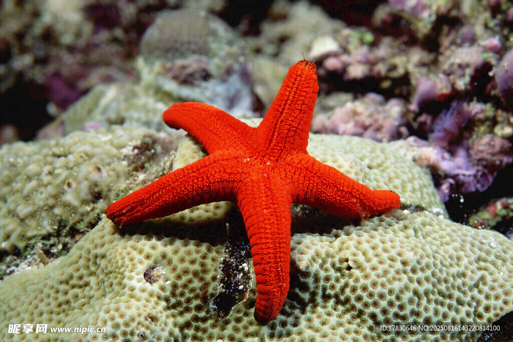 红色海星栖息在珊瑚上