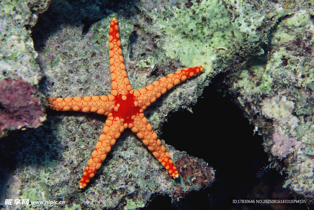 橙色海星栖息于海底岩石