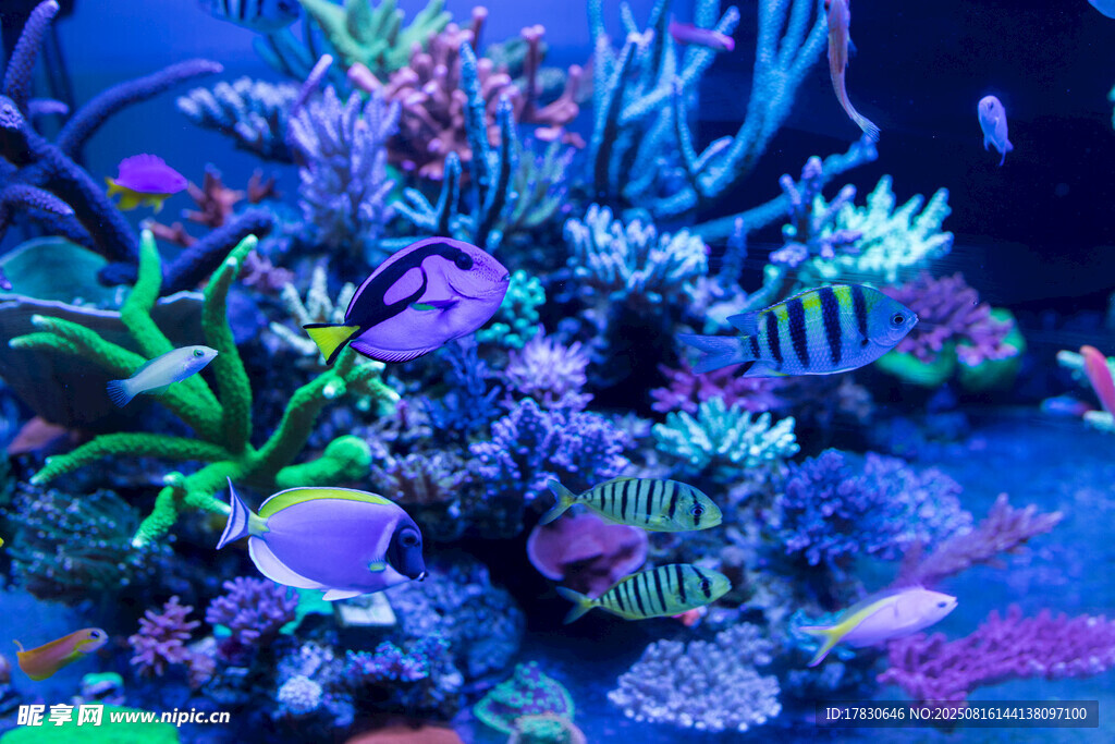 梦幻多彩的海底水族景观