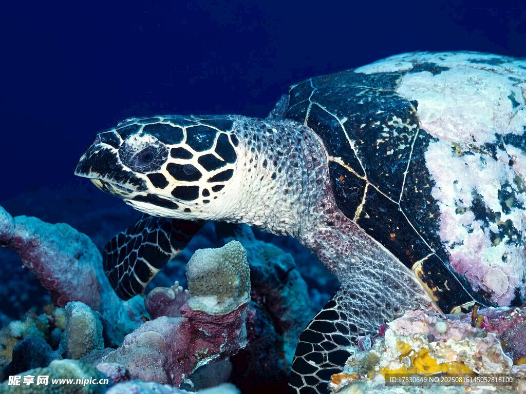 海底海龟与多彩珊瑚