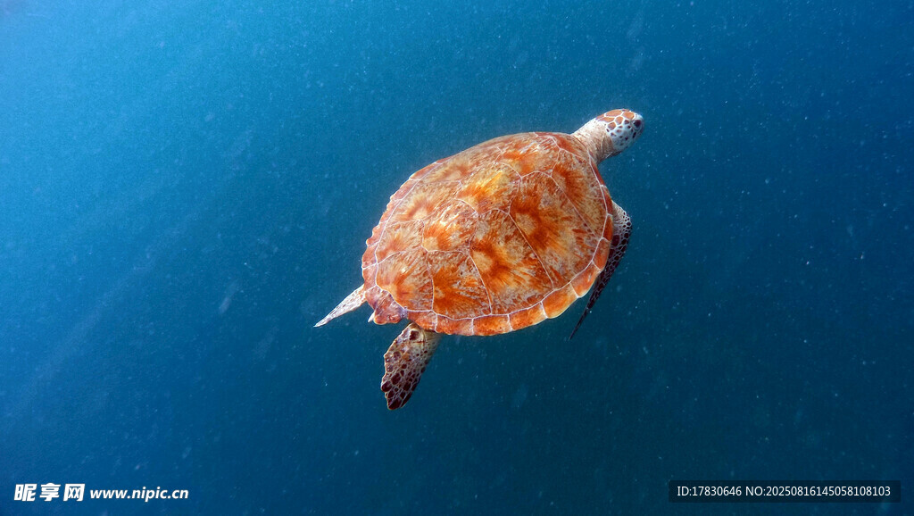 海中遨游的小海龟
