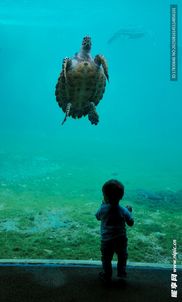 小孩水族馆内看海龟
