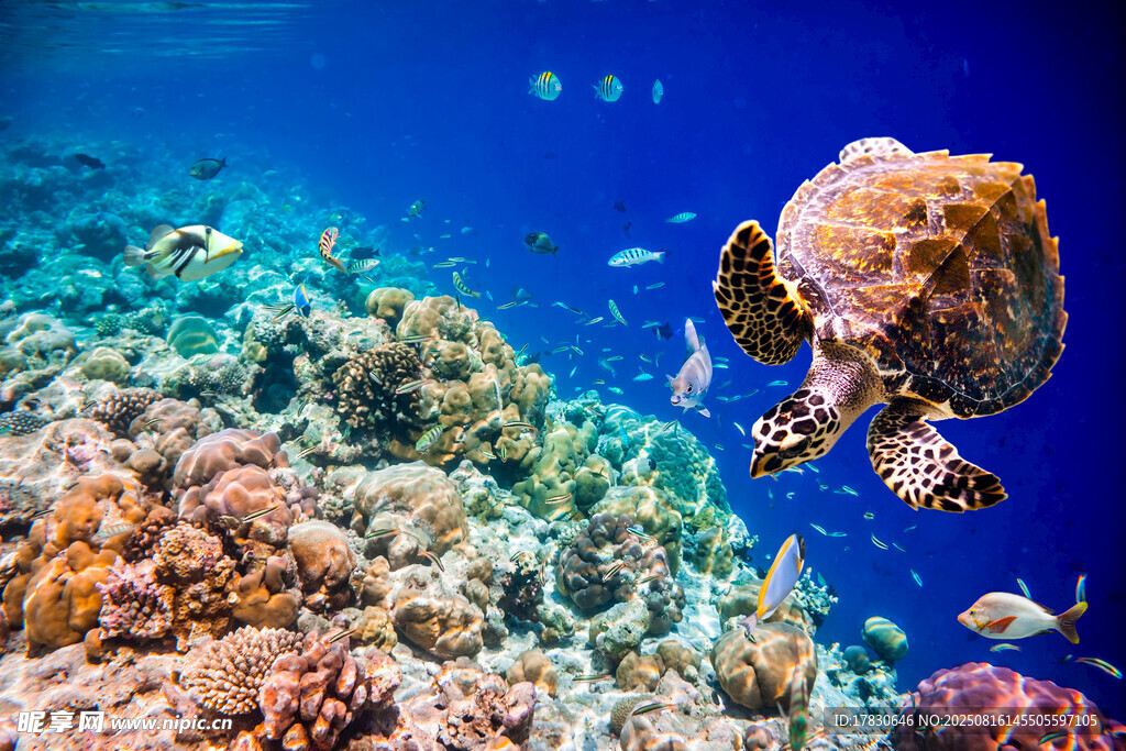 海底珊瑚与奇妙海洋生物