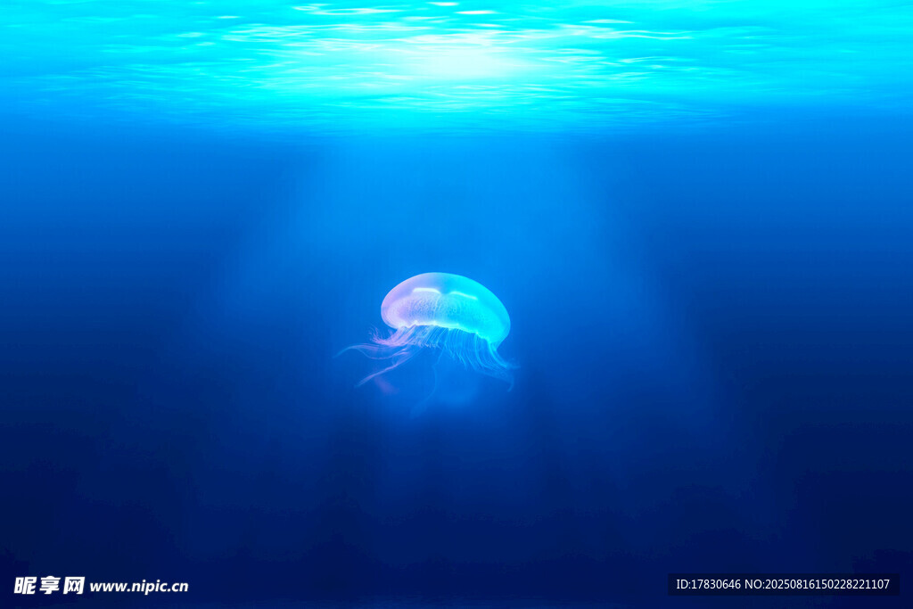 深海中的梦幻水母