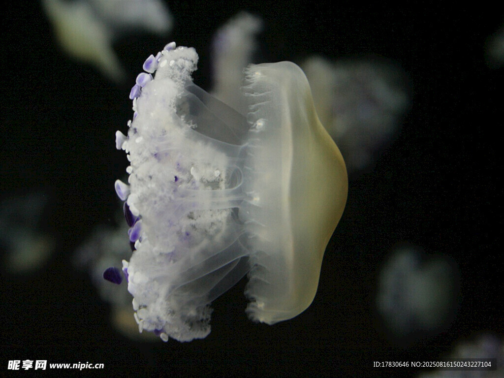 海洋生物
