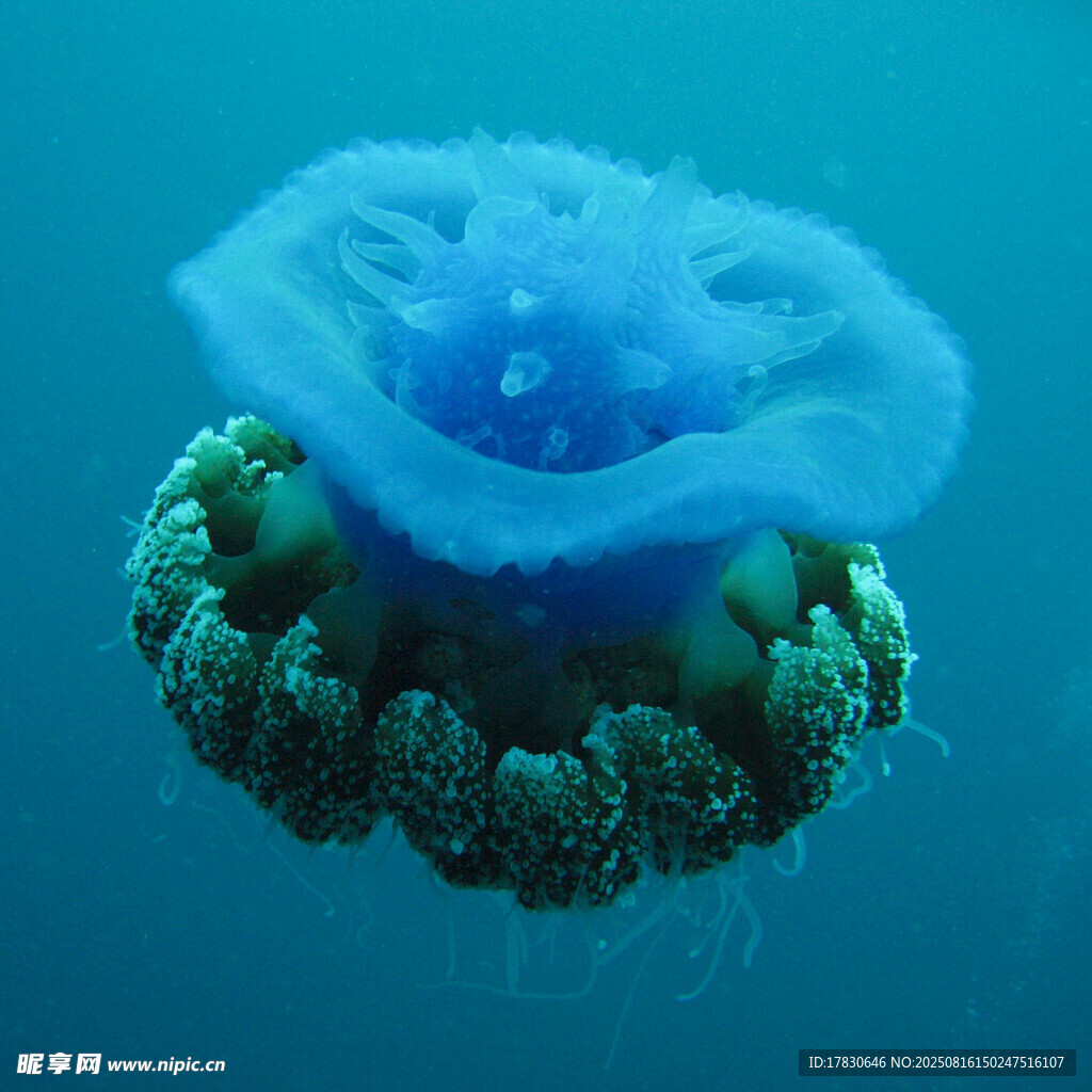 梦幻蓝色水母绽放海底