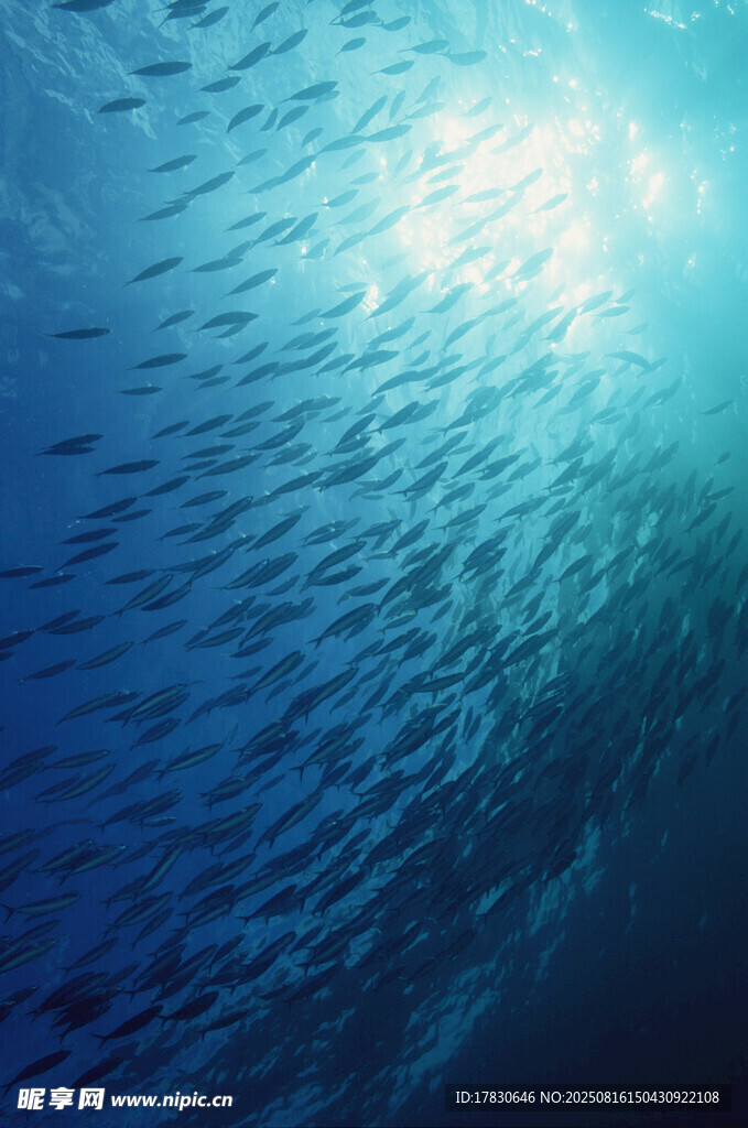 深海中阳光洒落的鱼群